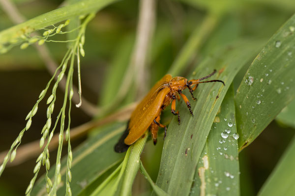 26.03. Porcupine/Fountain Trail: Net-winged beetle (Lycus sp.)