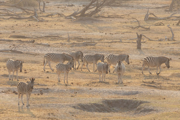 05.10. Makgadikgadi NP: Zebras (Equus burchelli)