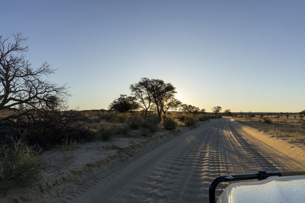 08.03. Unser heutige Evening Drive bringt eine tolle Abendstimmung ...