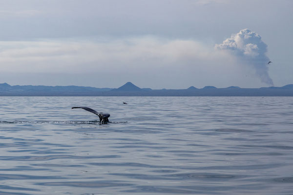 30.07.  Special Tours Whalewatching: Buckelwal & Vulkan