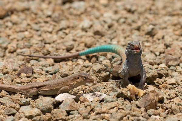 Washington Slaagbai National Park - Cnemidophorus murinus ruthveni, Bonaire whiptail lizard