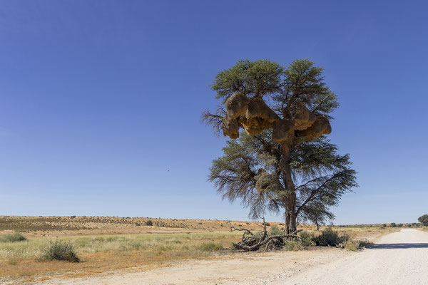 05.03. Auf der Weiterfahrt nach Rooiputs stoppen wir natürlich am gefühlt meist fotografierten Baum des KTP.