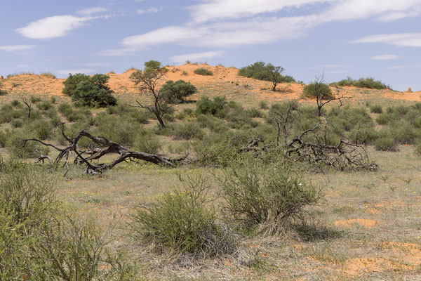 03.03. Der KTP ist mit 39.000 km2 eines der größten Naturschutzgebiete der Welt. Drei Viertel des Parks liegen in Botswana, ein Viertel in Südafrika.