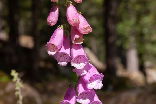 03.06.  Piscines d'Aitone; Digitalis purpurea - Fingerhut