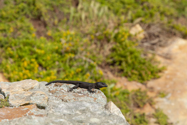 16.10. Old Lighthouse: Cordylus niger (Black Girdled Lizard)