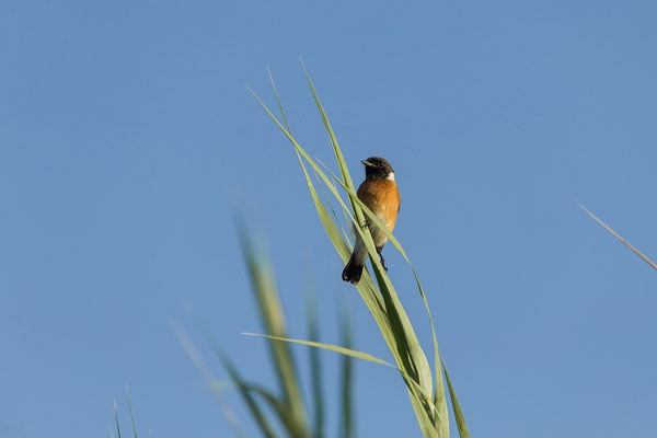 20.03. Morning Cruise: African stonechat (Saxicola torquatus)