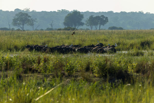 22.03. Bwabwata NP: Das Highlight des Morning Drives ist eine riesige Büffelherde (Syncerus caffer). Eindrucksvoll, wenn die Herde galoppiert!