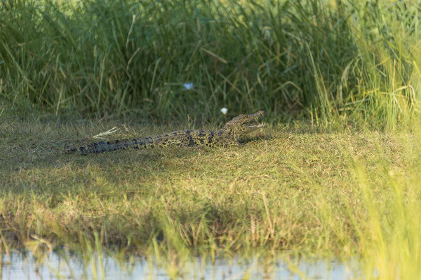 22.03. Bwabwata NP: Nilkrokodil (Crocodylus niloticus)