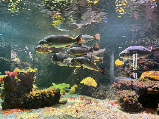 Océanarium Le Croisic