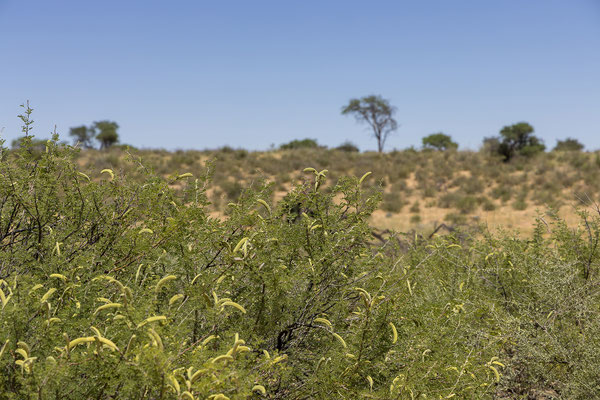 06.03. Candle thorn (Acacia hebeclada)