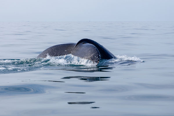 30.07.  Special Tours Whalewatching: Buckelwal 