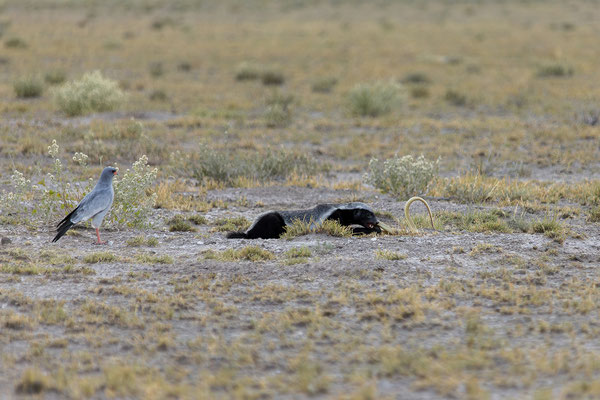 14.03. Morning Drive: Honigdachs auf der Jagd!