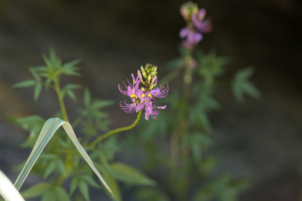 19.03. Tsodilo Hills: Pretty lady (Cleome hirta)