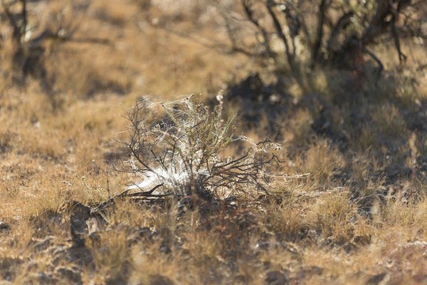10.03. Der Evening Drive bringt wieder tolles Licht und schöne Landschaft. 