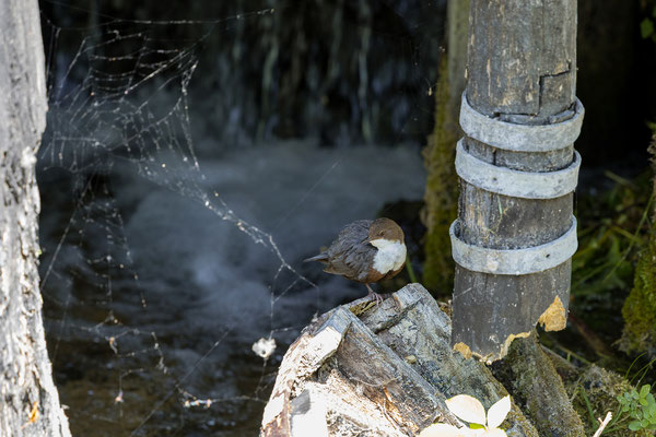 Wir beobachten eine Wasseramsel (Cinclus cinclus).
