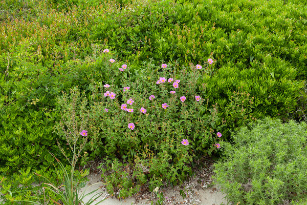 28.05. Tamarone Plage, Cistus sp. - Zistrose