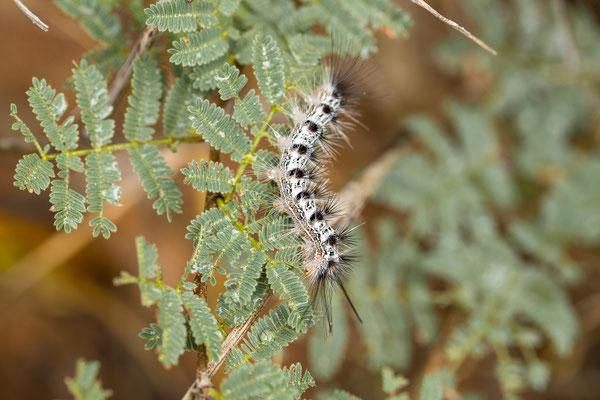 26.03. Porcupine/Fountain Trail 