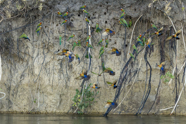 20.03. Evening Cruise: Wir beobachten das Treiben an der Bienenfresser Kolonie (White-fronted bee-eater - Merops bullockoides)