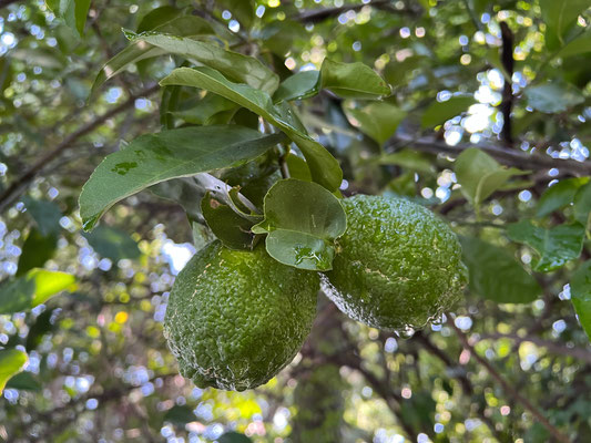 20.03. Nach der Bootsfahrt dürfen wir noch zei Limetten ernten.