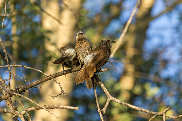 20.03. Morning Cruise: Hartlaub's babbler (Turdoides hartlaubii)