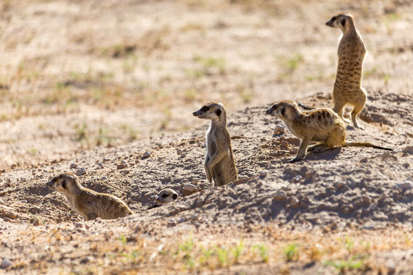05.03. Morning Drive in Richtung Twee Rivieren: Erdmännchen (Suricata suricata)