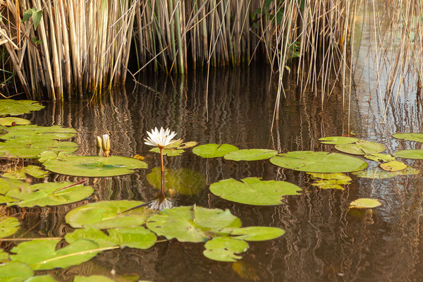 9.10. Moremi GR - Bootstour ab 3rd Bridge: White water lily (Nymphaea lotus)