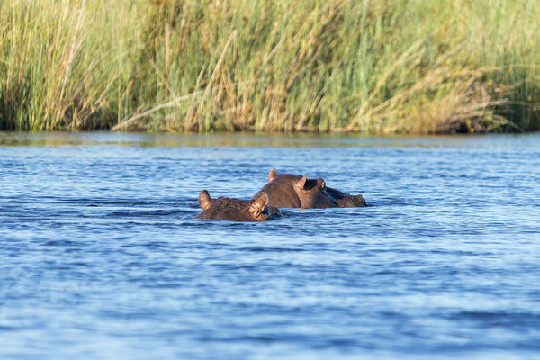 19.03. Bootstour: Flusspferd (Hippopotamus amphibius)