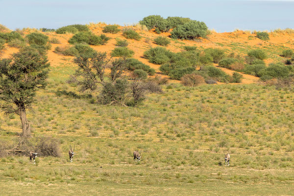 03.03. Charakteristisch für den KTP sind die roten Kalahari Sanddünen.