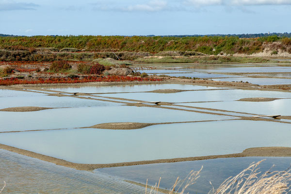 Salzgärten von Guérande