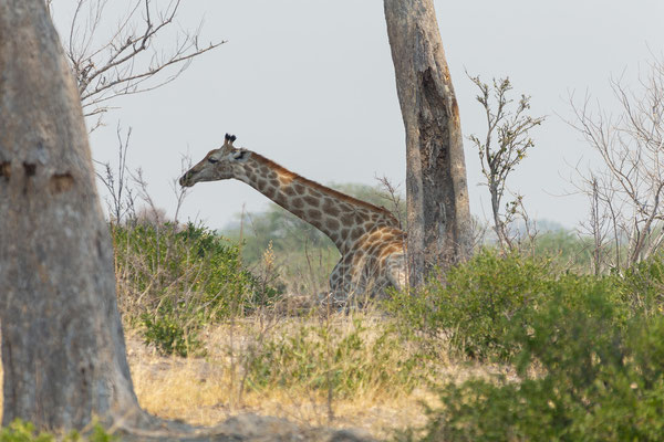7.10. Moremi GR - unterwegs nach 3rd Bridge: Giraffe (Giraffa camelopardalis)