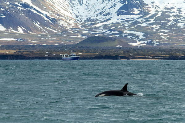 Orcas (Orcinus orca)