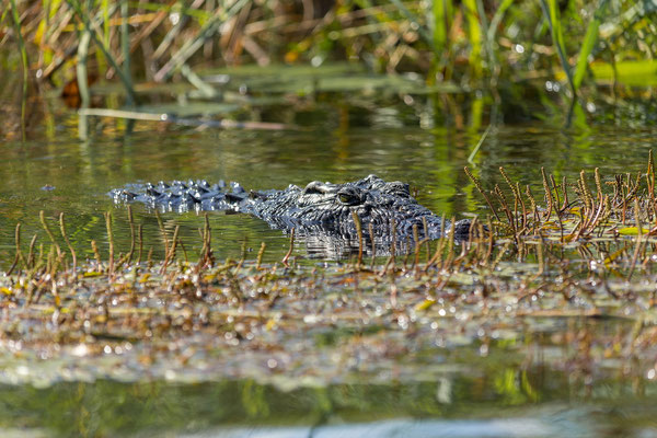 20.03. Evening Cruise: Nilkrokodil (Crocodylus niloticus)