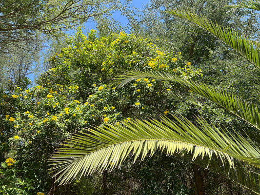 22.03. Nach dem Frühstück machen wir es uns auf unserer CS gemütlich bzw. nutzen den Pool.