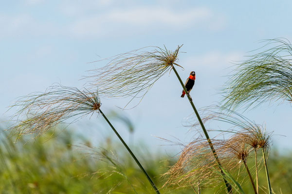 20.03. Evening Cruise: Southern red bishop (Euplectes orix)