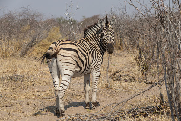 29.09. Makgadikgadi Pan NP: Zebra (Equus burchelli)