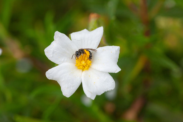 28.05. Cap Corse, Cistus sp. - Zistrose