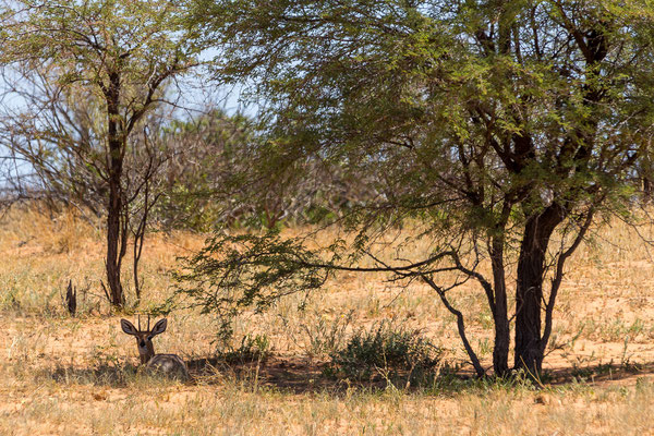 07.03. Steinantilope (Raphicerus campestris)