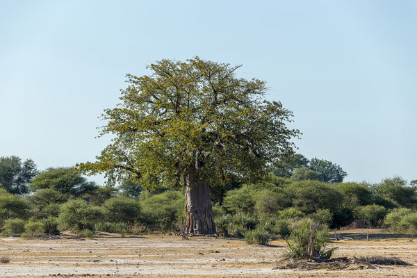 22.03. Bwabwata NP: Baobab (Adansonia digitata)