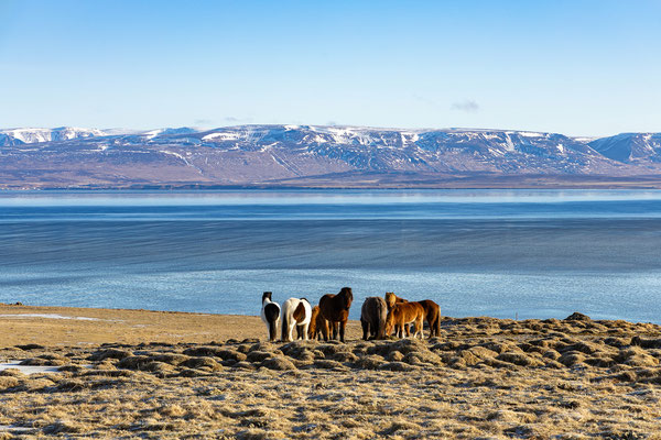 Vatnsnes Halbinsel 