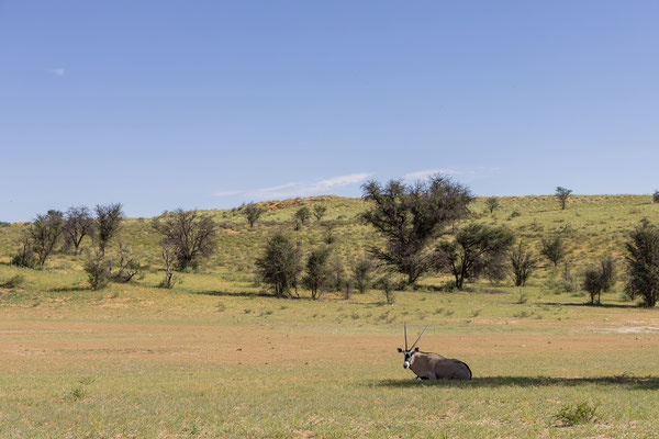 04.03. Morning Game Drive im Aoub Tal: Oryx (Oryx gazella)
