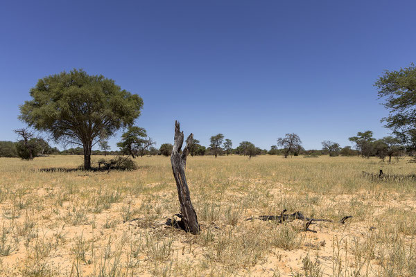 09.03. Nossob - Mabua