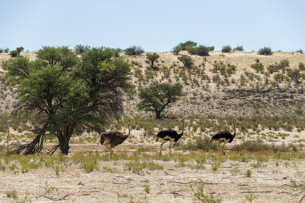 06.03. Strauß (Struthio camelus)