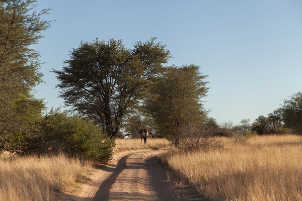 18.02. Oryx gazella - Oryx