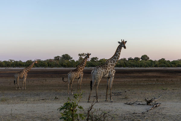 22.03. Bwabwata NP: Giraffe (Giraffa camelopardalis)