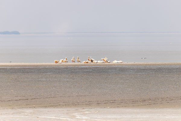 28.09. Nata Bird Sanctuary: in der Pan sehen wir sogar einige Tiere. Besonders hübsch sind die Pelikane.