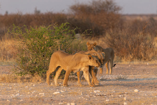 Passarge Wasserloch: Löwen (Panthera leo)