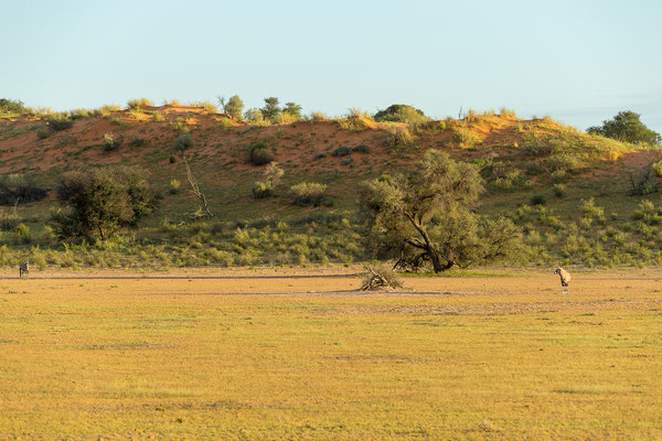 04.03. Morning Game Drive im Aoub Tal