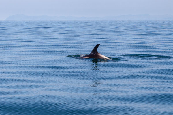 30.07.  Special Tours Whalewatching: Weisschnauzendelfin