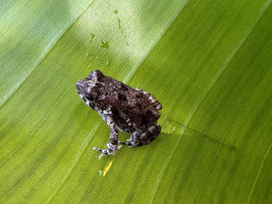 21.03. Nunda River Lodge: Bufo/Sclerophrys sp.