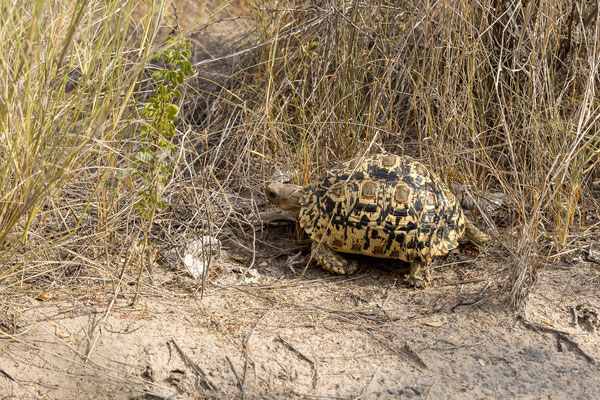 16.03. Morning Drive: Leopardschildkröte (Geochelone pardalis)